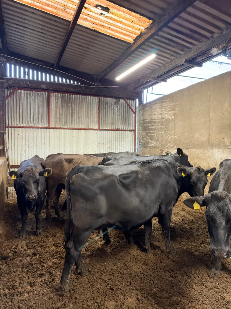 Springing Angus heifers - Image 1