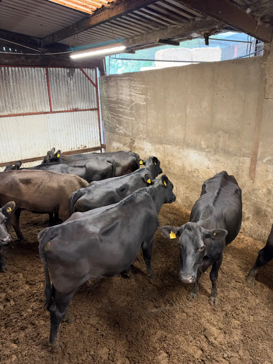 Springing Angus heifers - Image 3