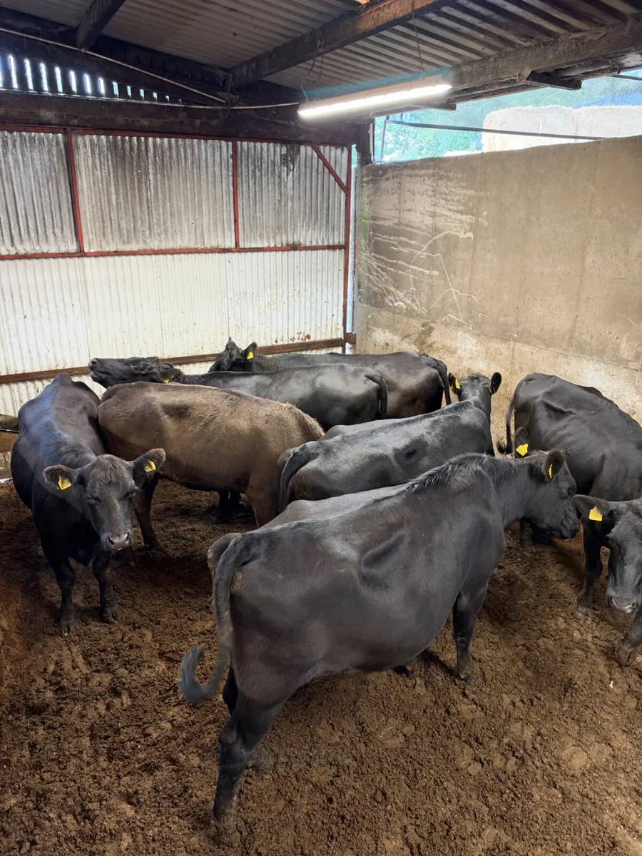 Springing Angus heifers - Image 4