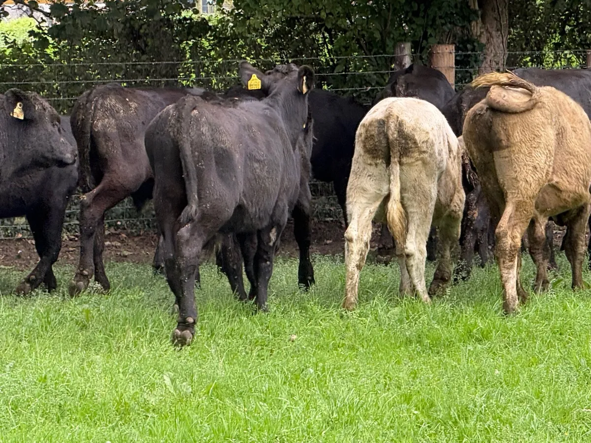 16 SUPER ANGUS BULL WEANLINGS ( 230 KGS) - Image 4