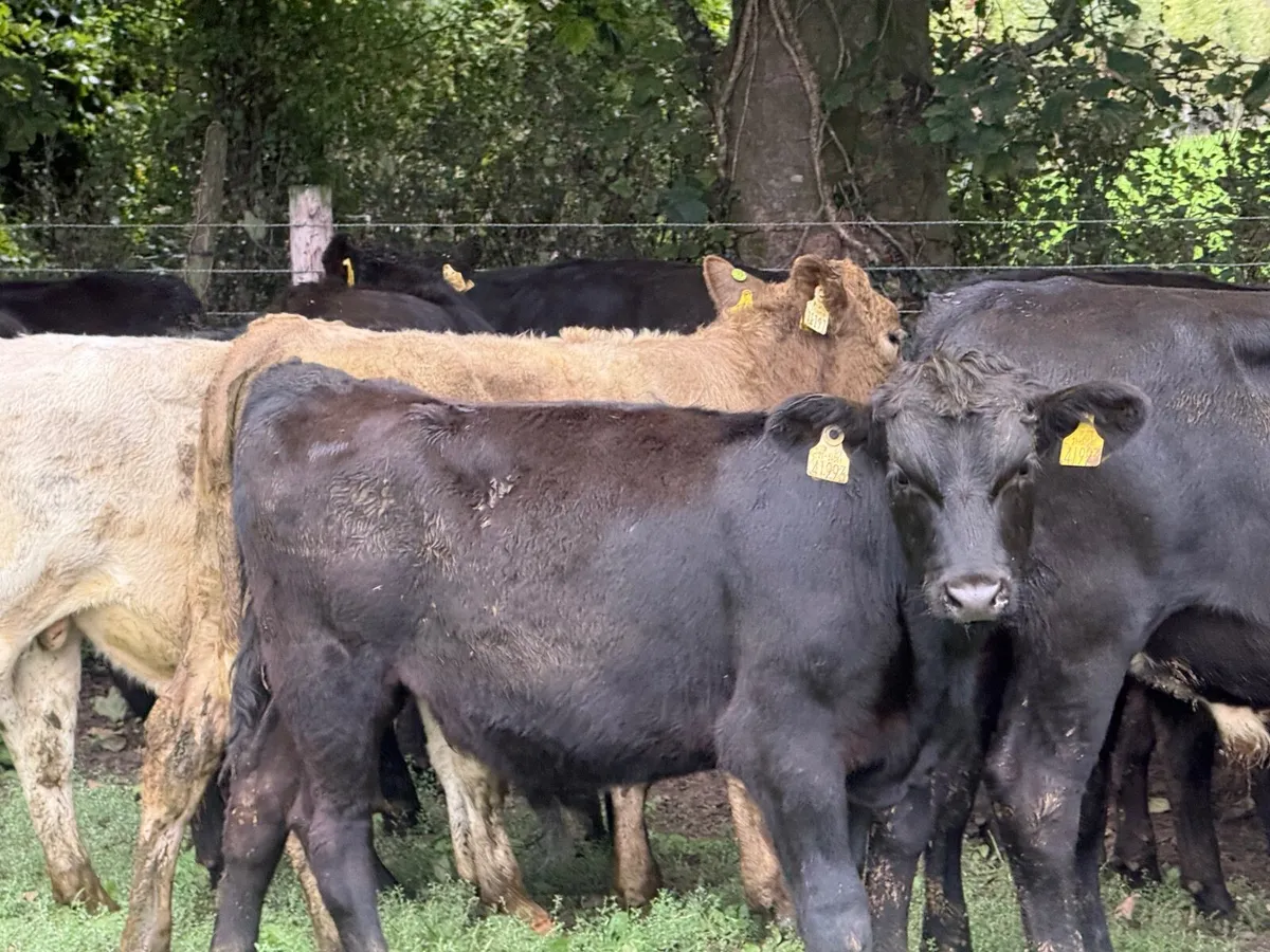 16 SUPER ANGUS BULL WEANLINGS ( 230 KGS) - Image 2