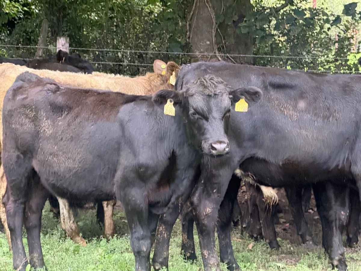 16 SUPER ANGUS BULL WEANLINGS ( 230 KGS) - Image 3