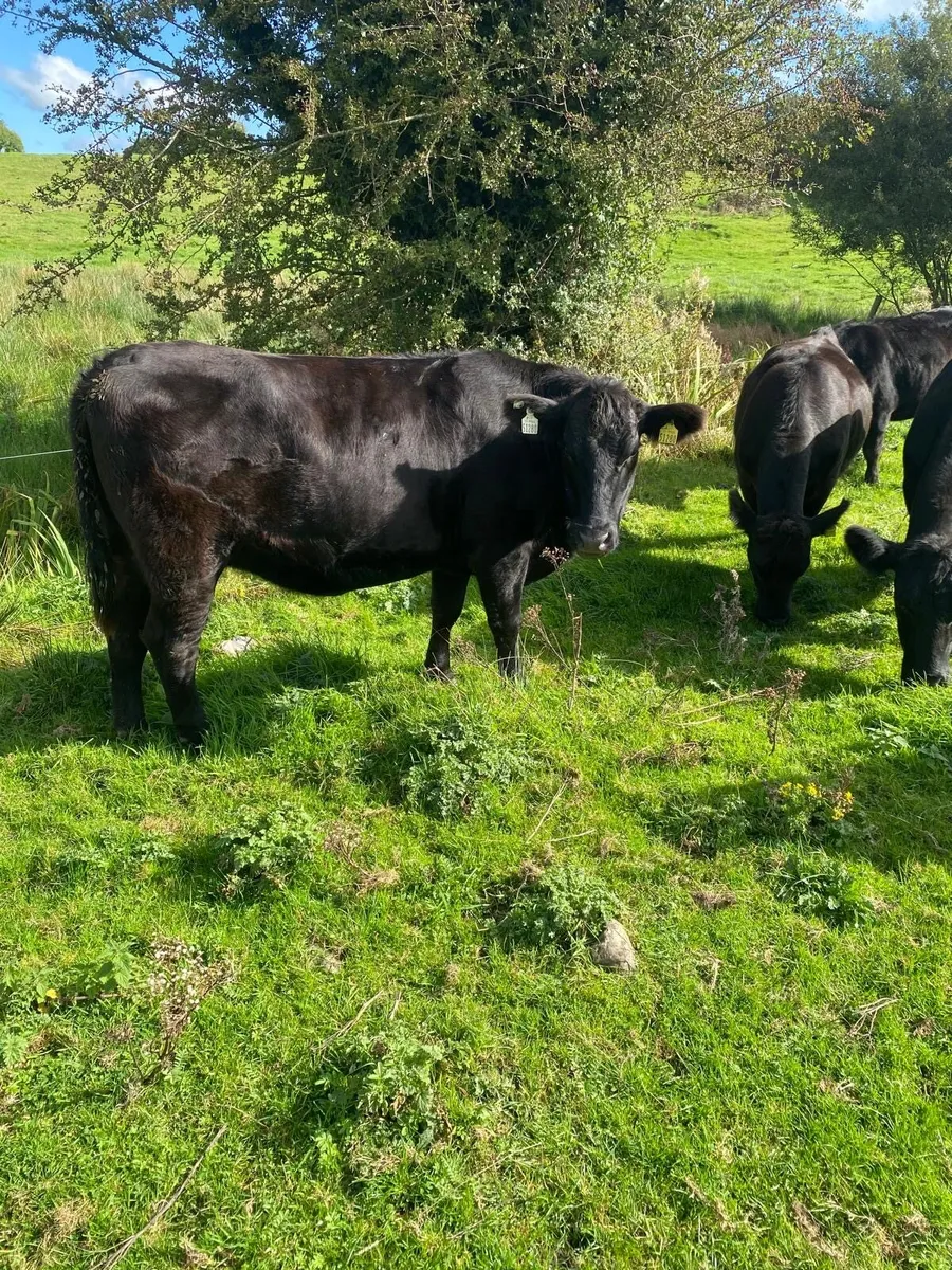 Pedigree Angus cows - Image 1