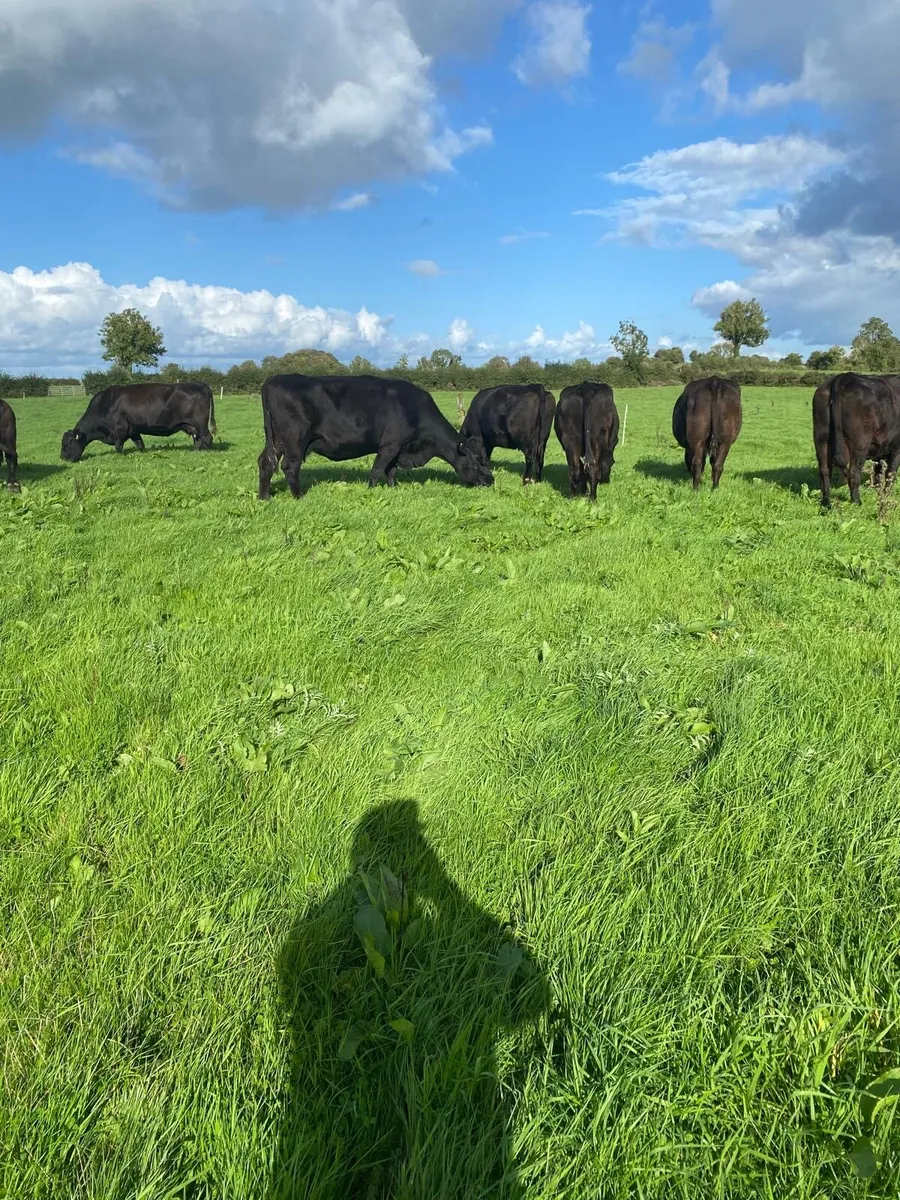 Pedigree Angus cows - Image 2