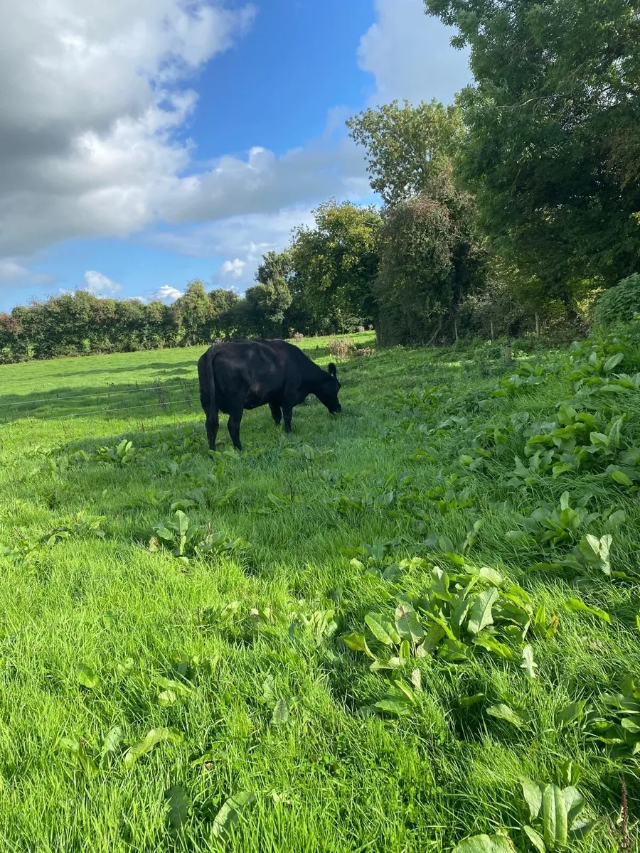 Pedigree Angus cows - Image 3