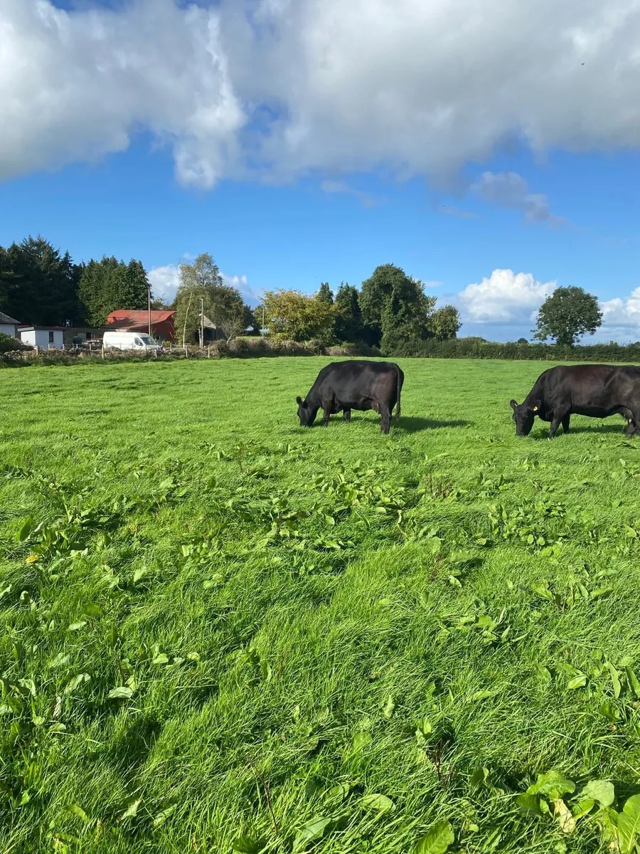 Pedigree Angus cows - Image 4