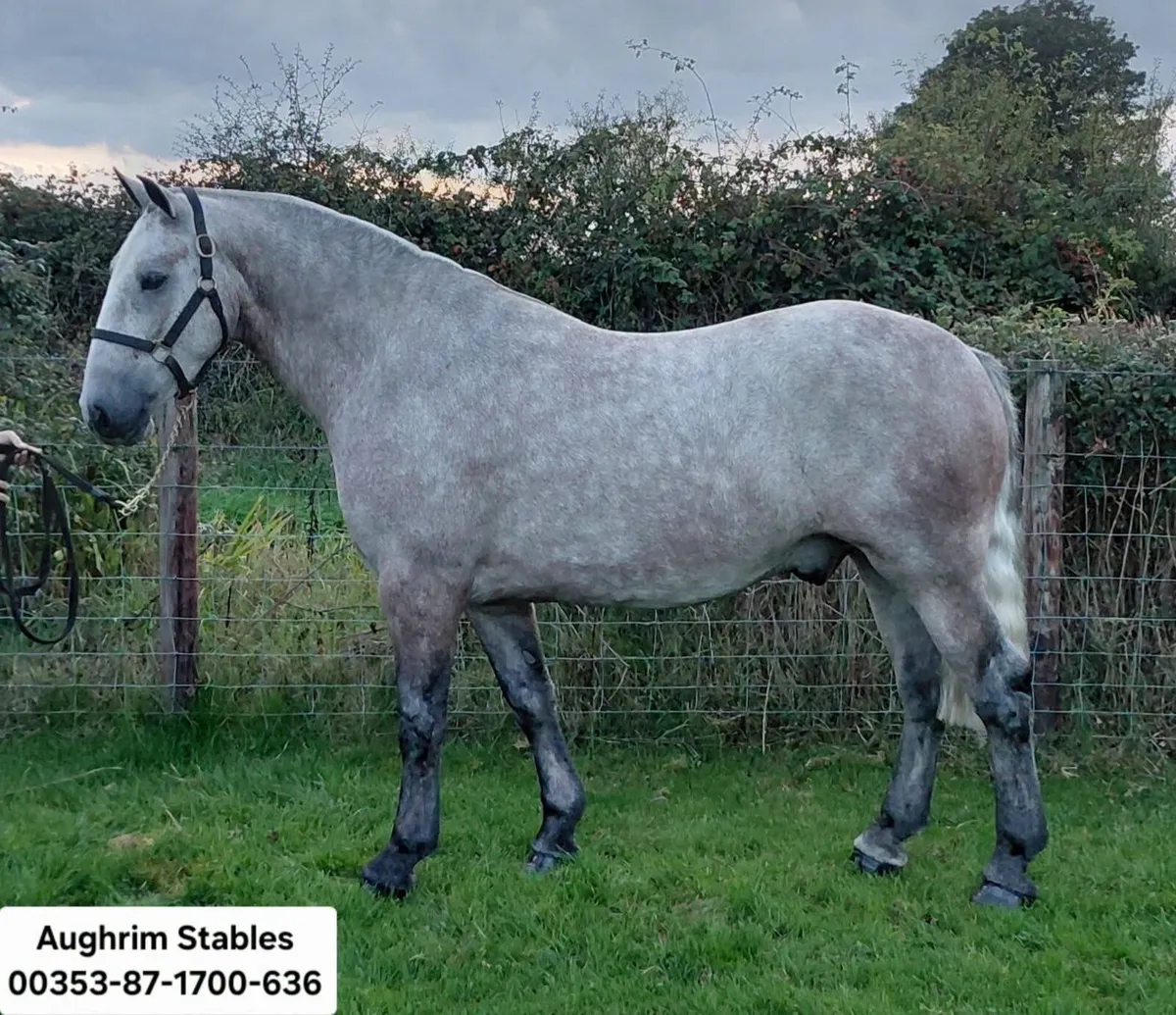 ***Wonderful Kind Cob *** - Image 2