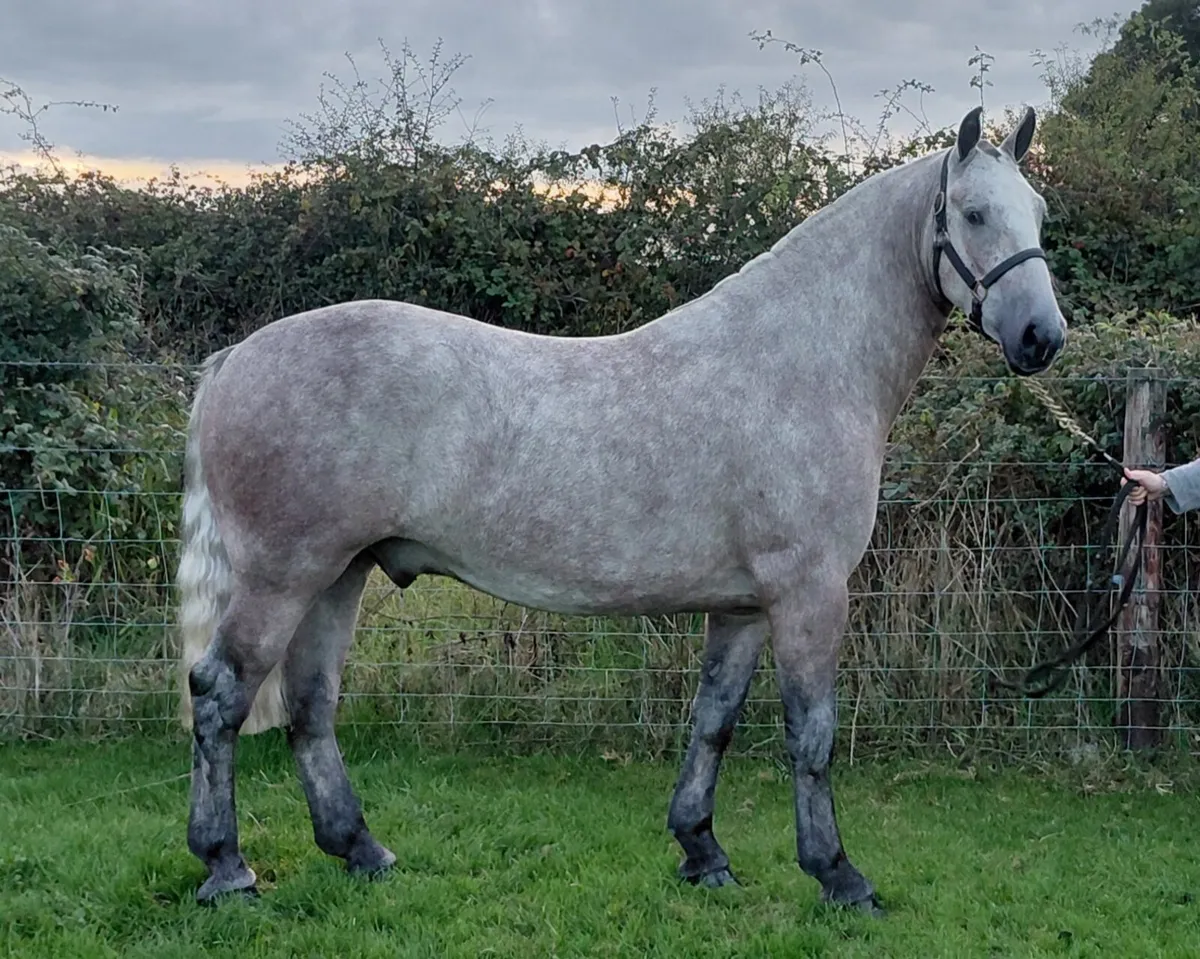 ***Wonderful Kind Cob *** - Image 1