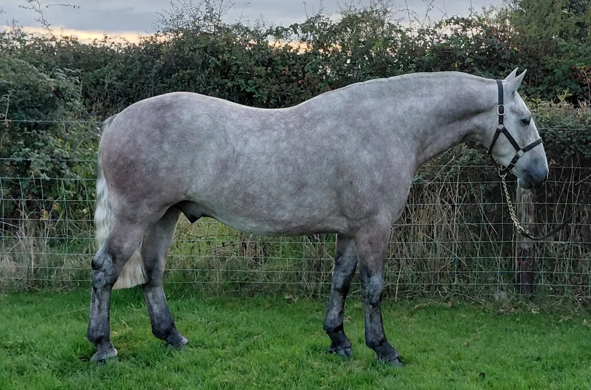 ***Wonderful Kind Cob *** - Image 3