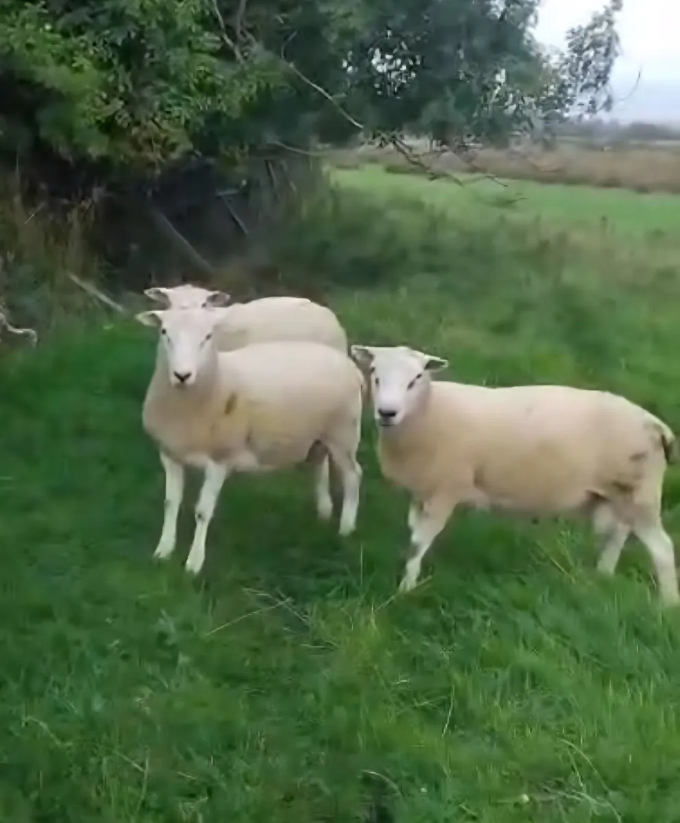 Pure bred Shearling  Rams and Berrichon Ram Lambs - Image 1
