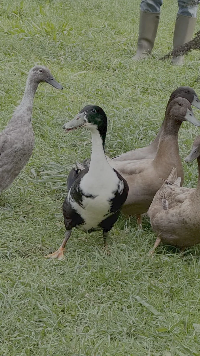 3 Drakes for sale - Image 2