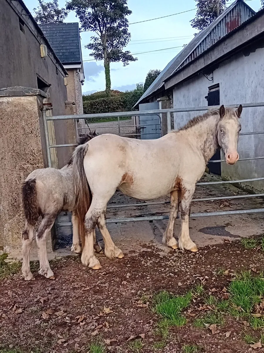 3yr old Filly and 2 Months old Foal - Image 2