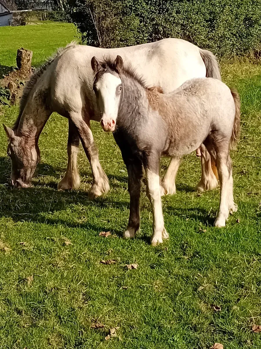 3yr old Filly and 2 Months old Foal - Image 1