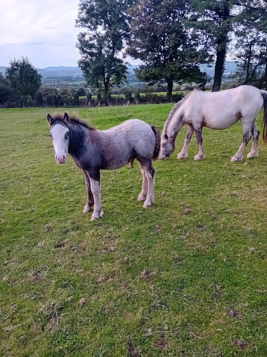 3yr old Filly and 2 Months old Foal - Image 3