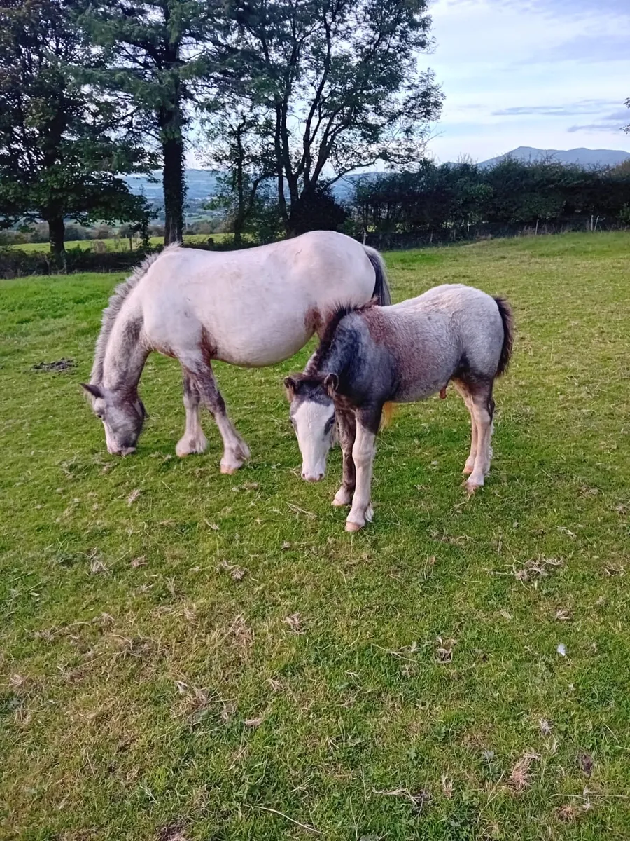 3yr old Filly and 2 Months old Foal - Image 4