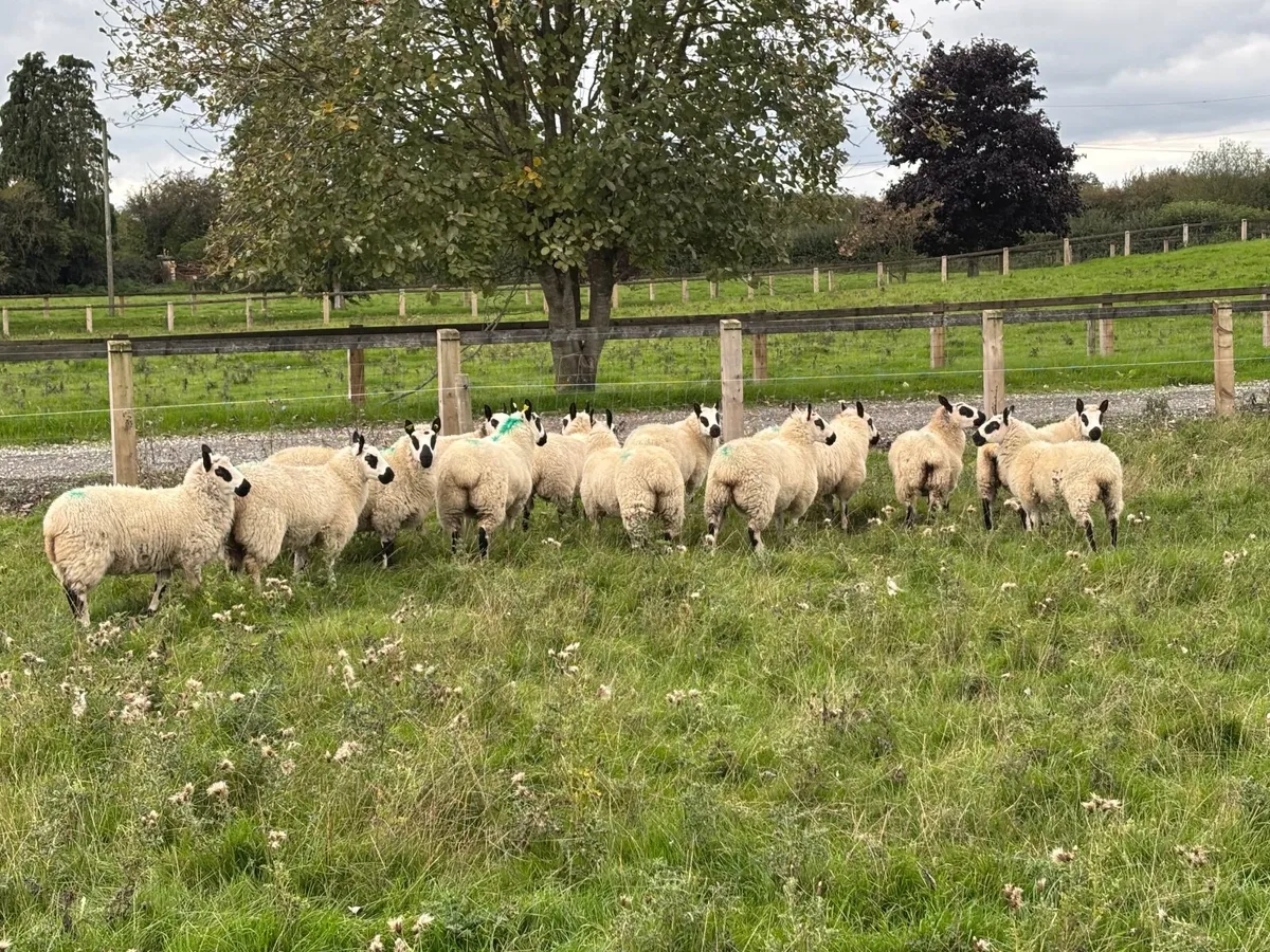 Kerry Hill Sheep - Image 4