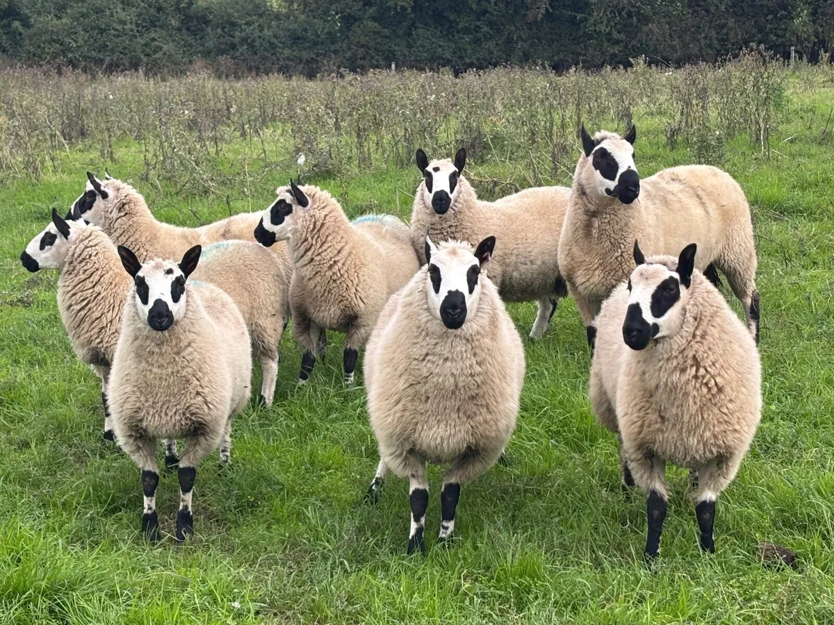 Kerry Hill Sheep - Image 3
