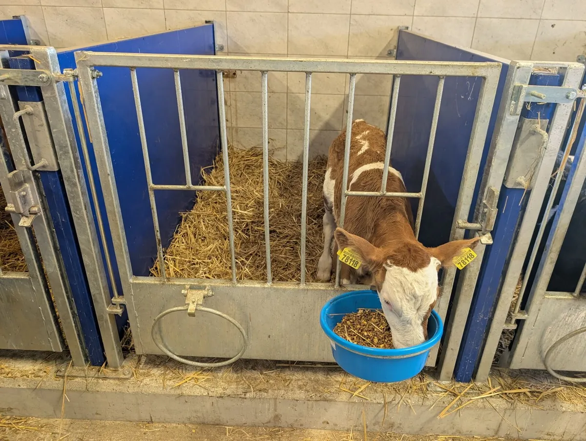 Calf Pens - Image 1