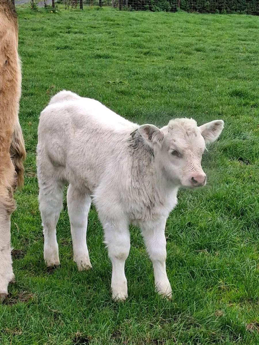 Calf - Image 1