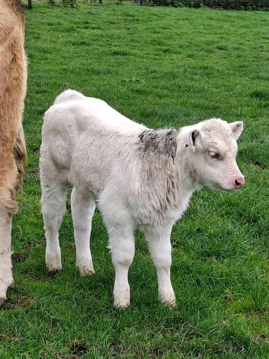 Calf - Image 2