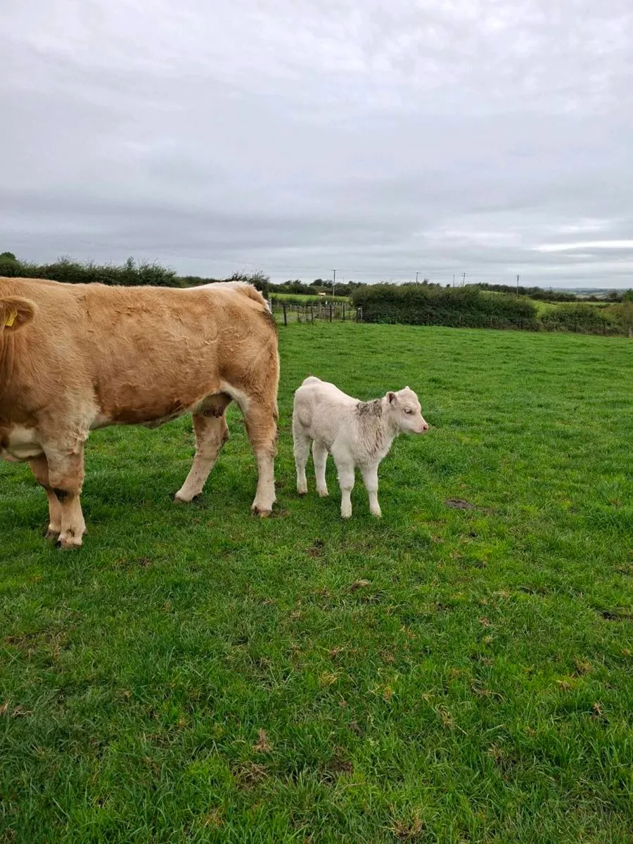 Calf - Image 3