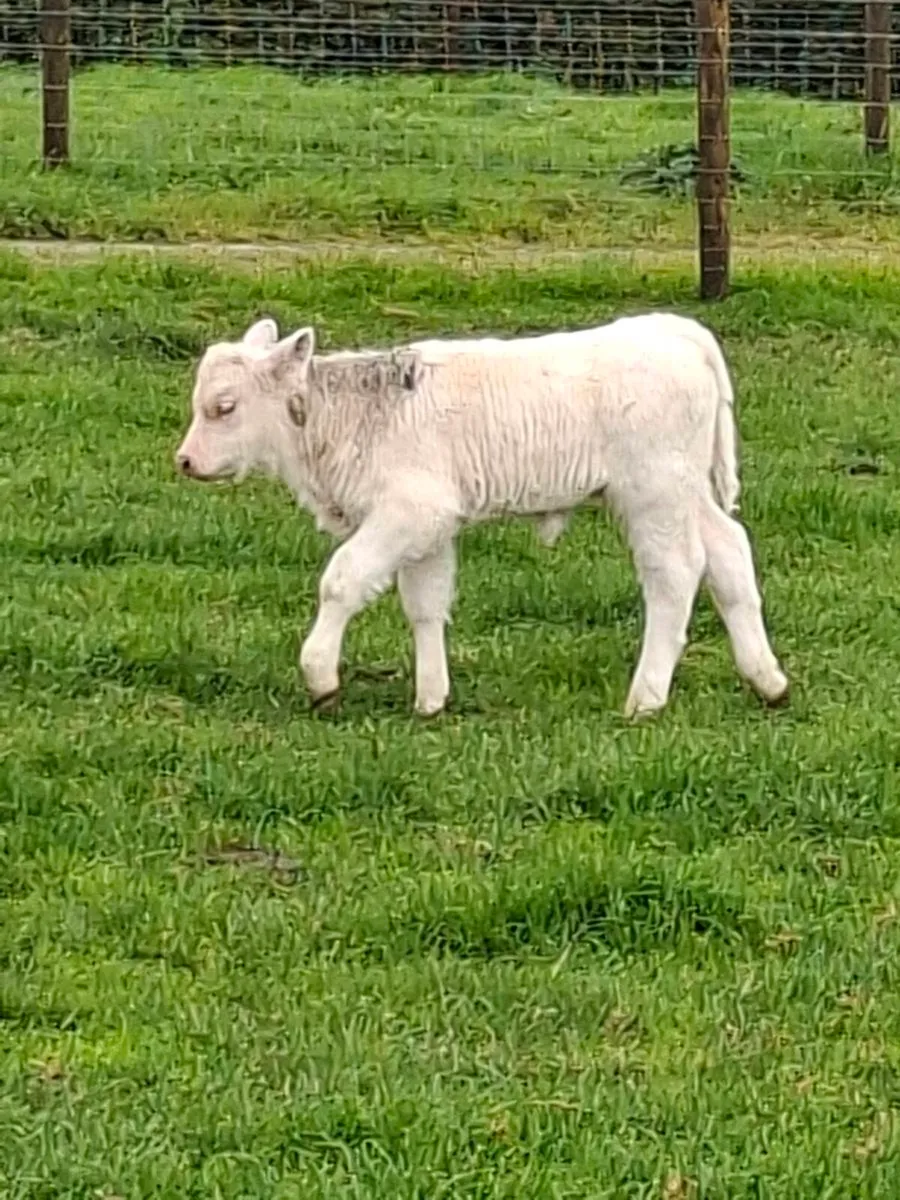 Calf - Image 4