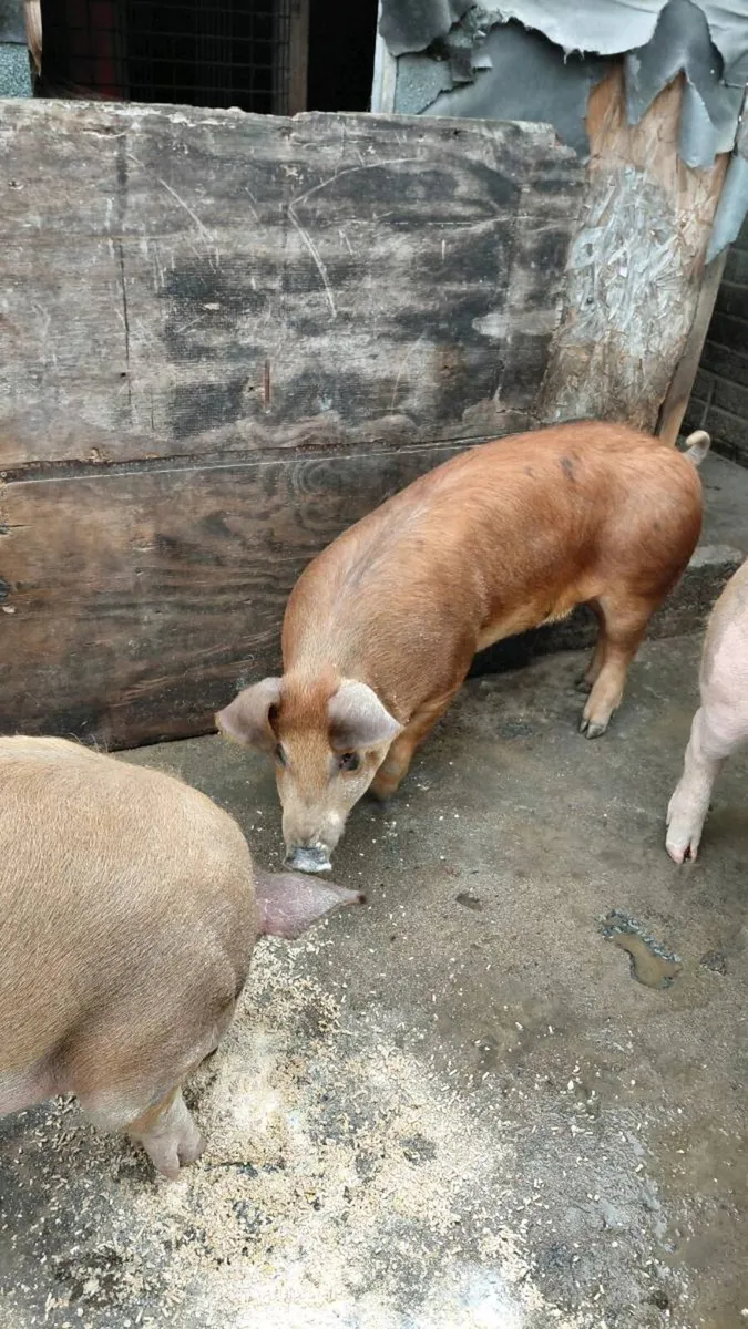 Large white  x Duroc - Image 3