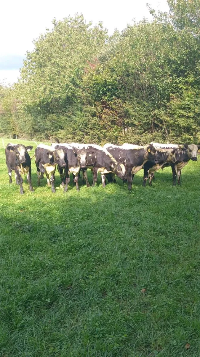 9 smashing bull weanlings - Image 1