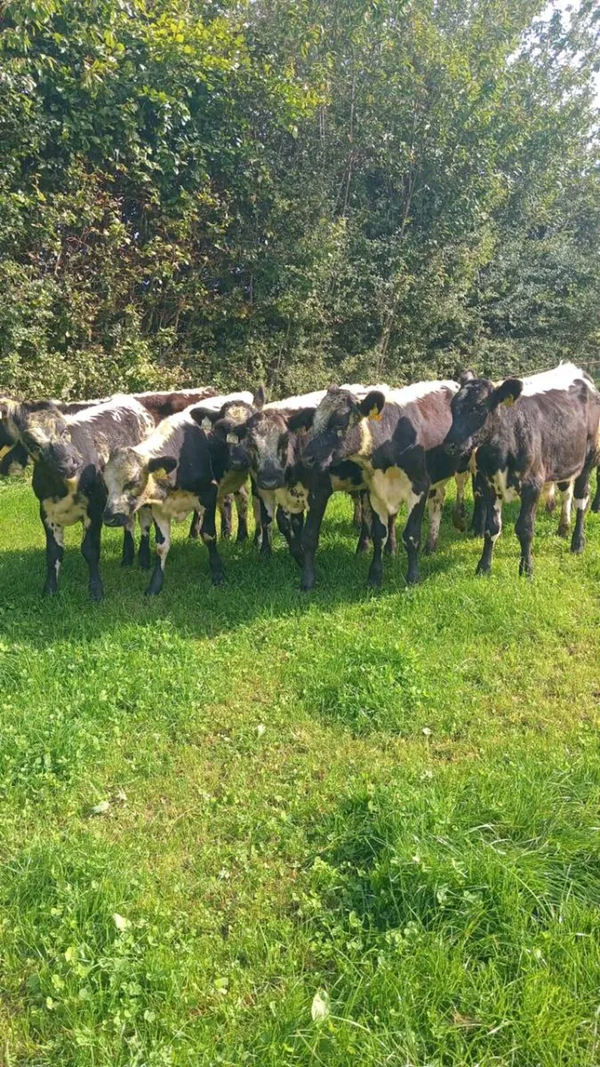 9 smashing bull weanlings - Image 2