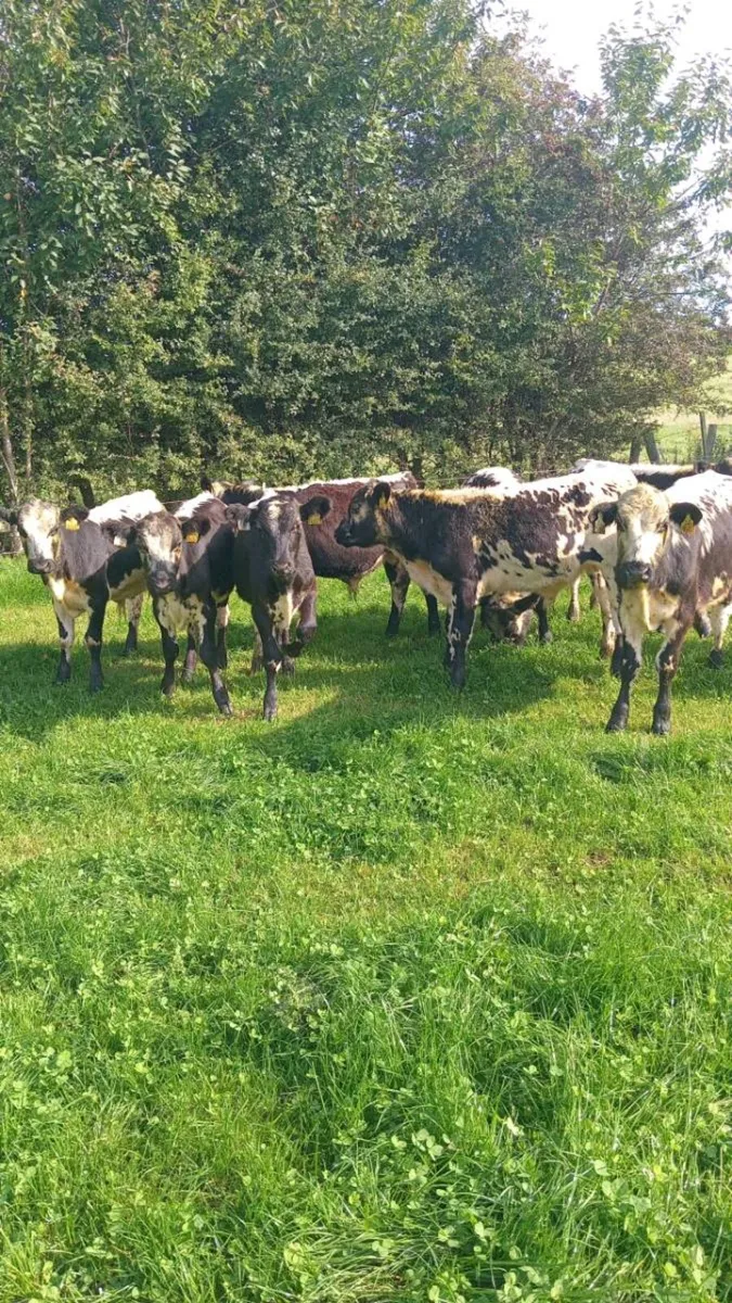 9 smashing bull weanlings - Image 4