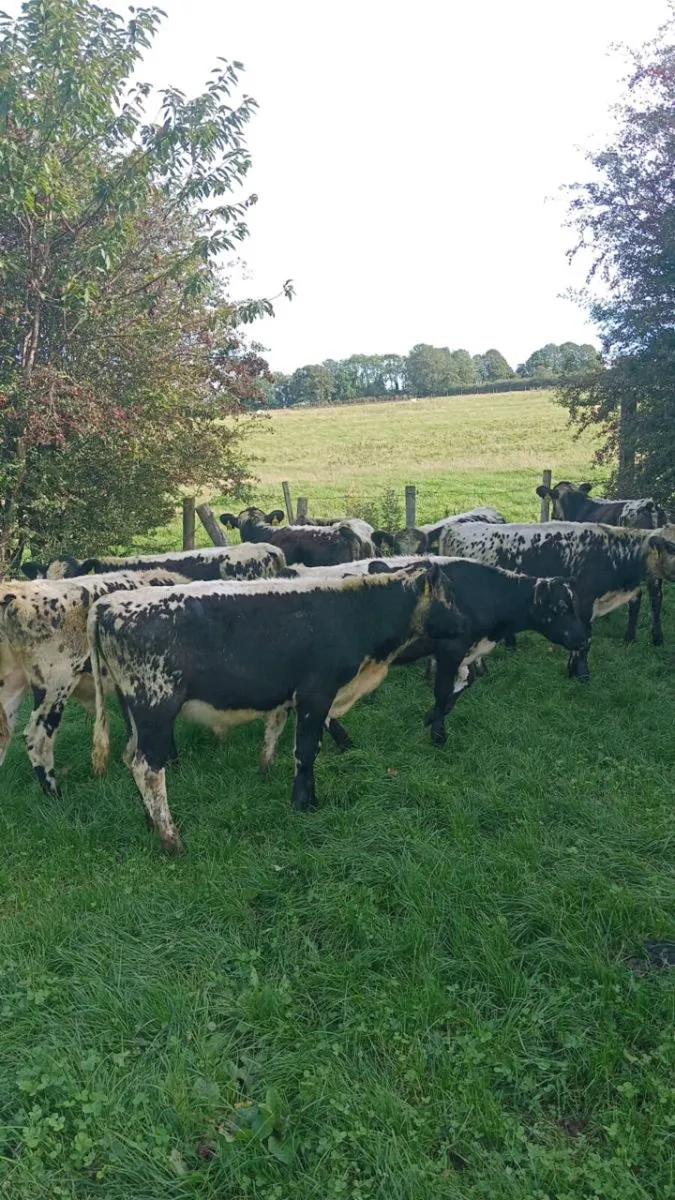 9 smashing bull weanlings - Image 3