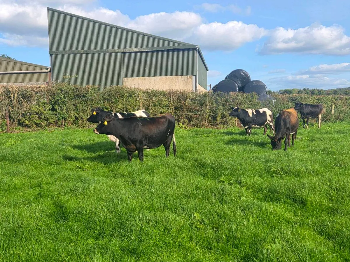 Incalf Heifers - Image 1
