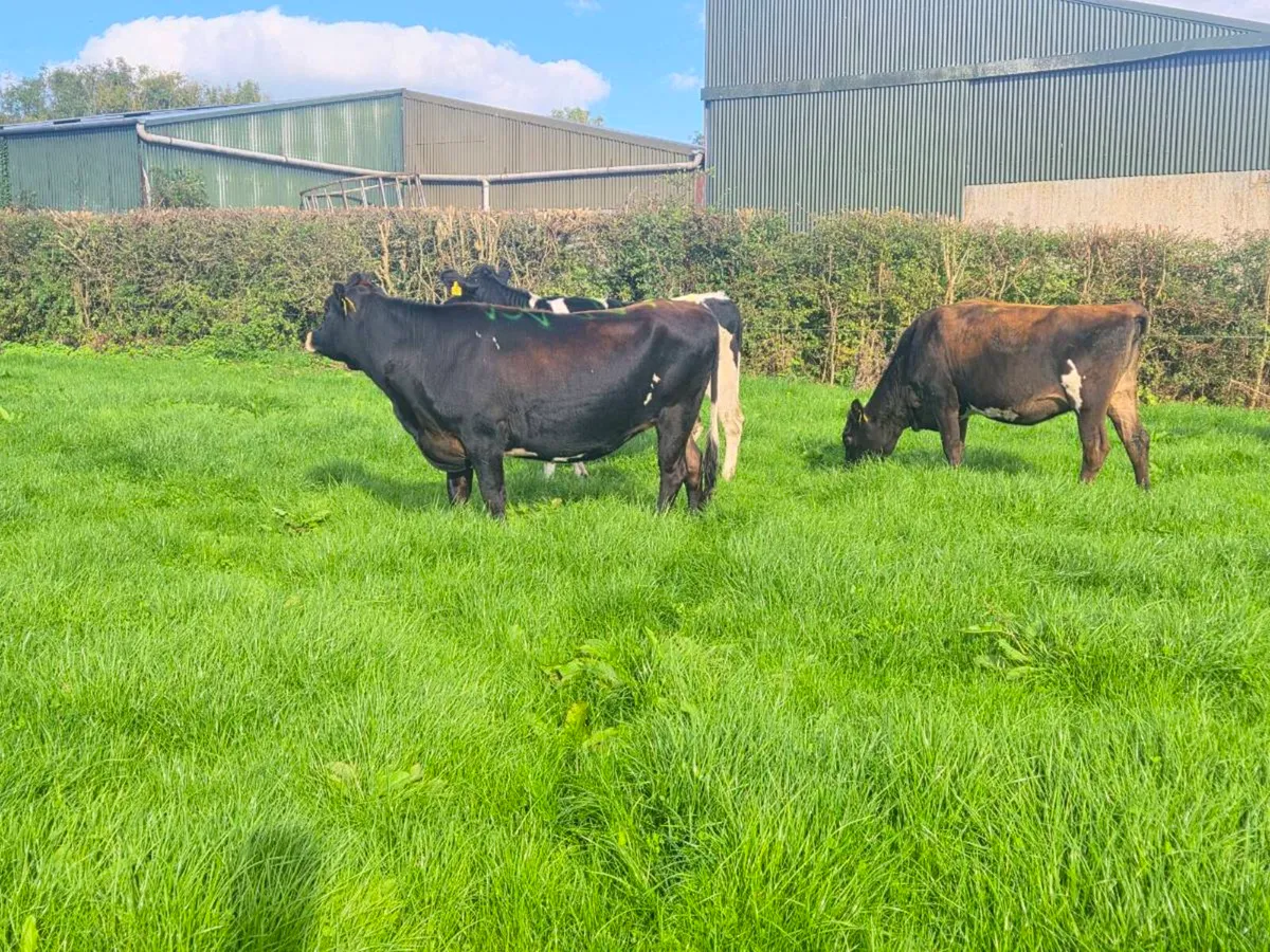 Incalf Heifers - Image 2