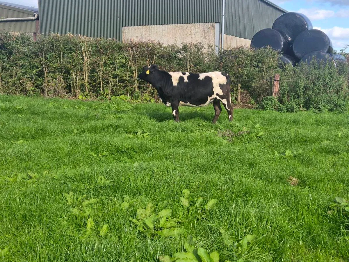 Incalf Heifers - Image 3
