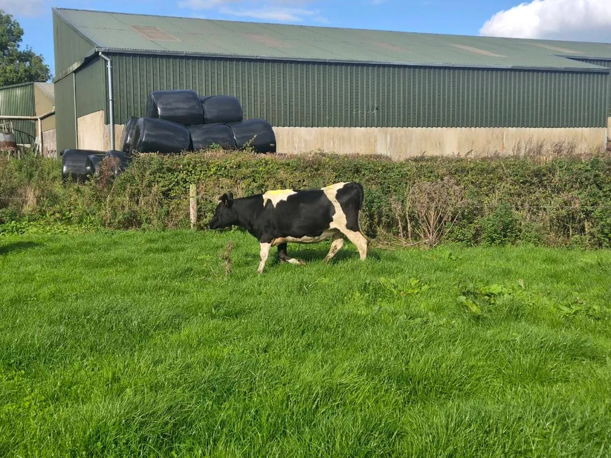 Incalf Heifers - Image 4