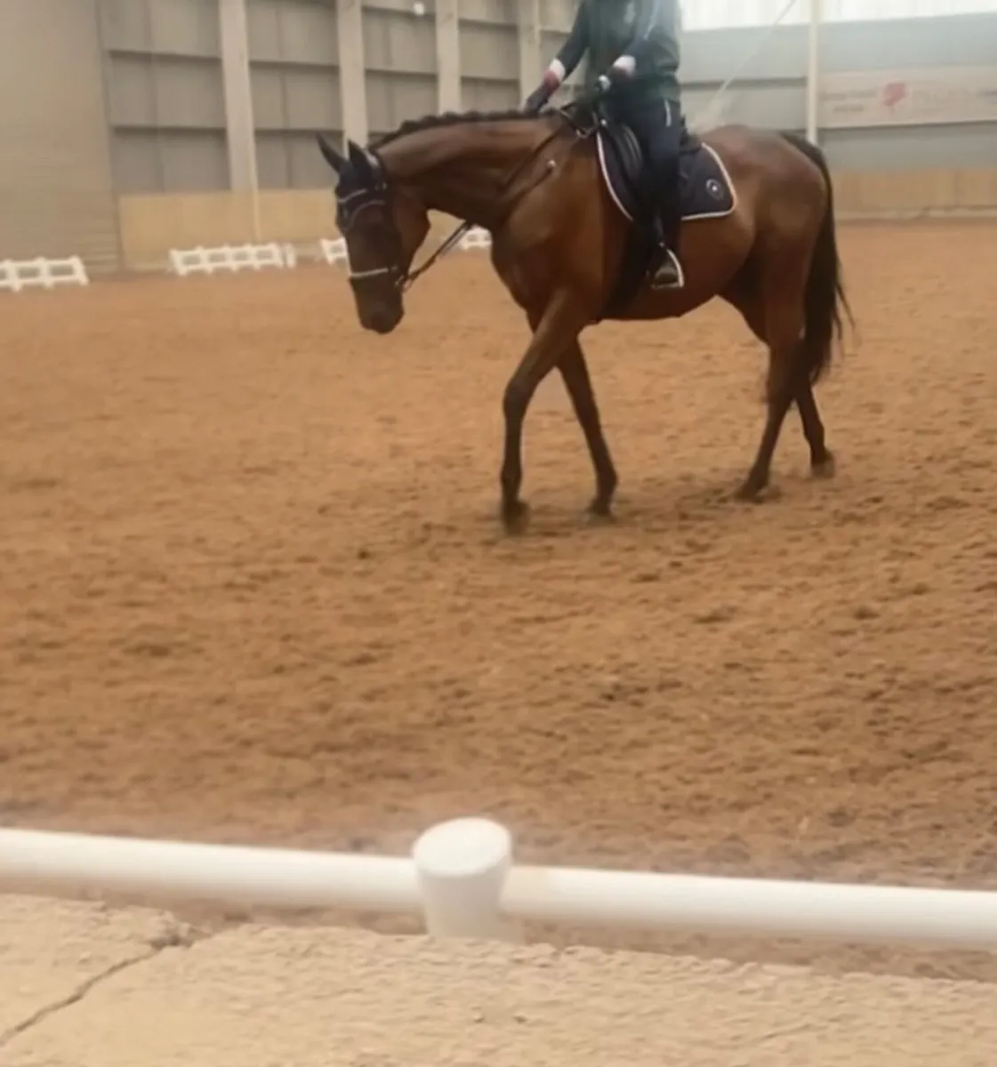 Confidence giver 16hh bay gelding - Image 1