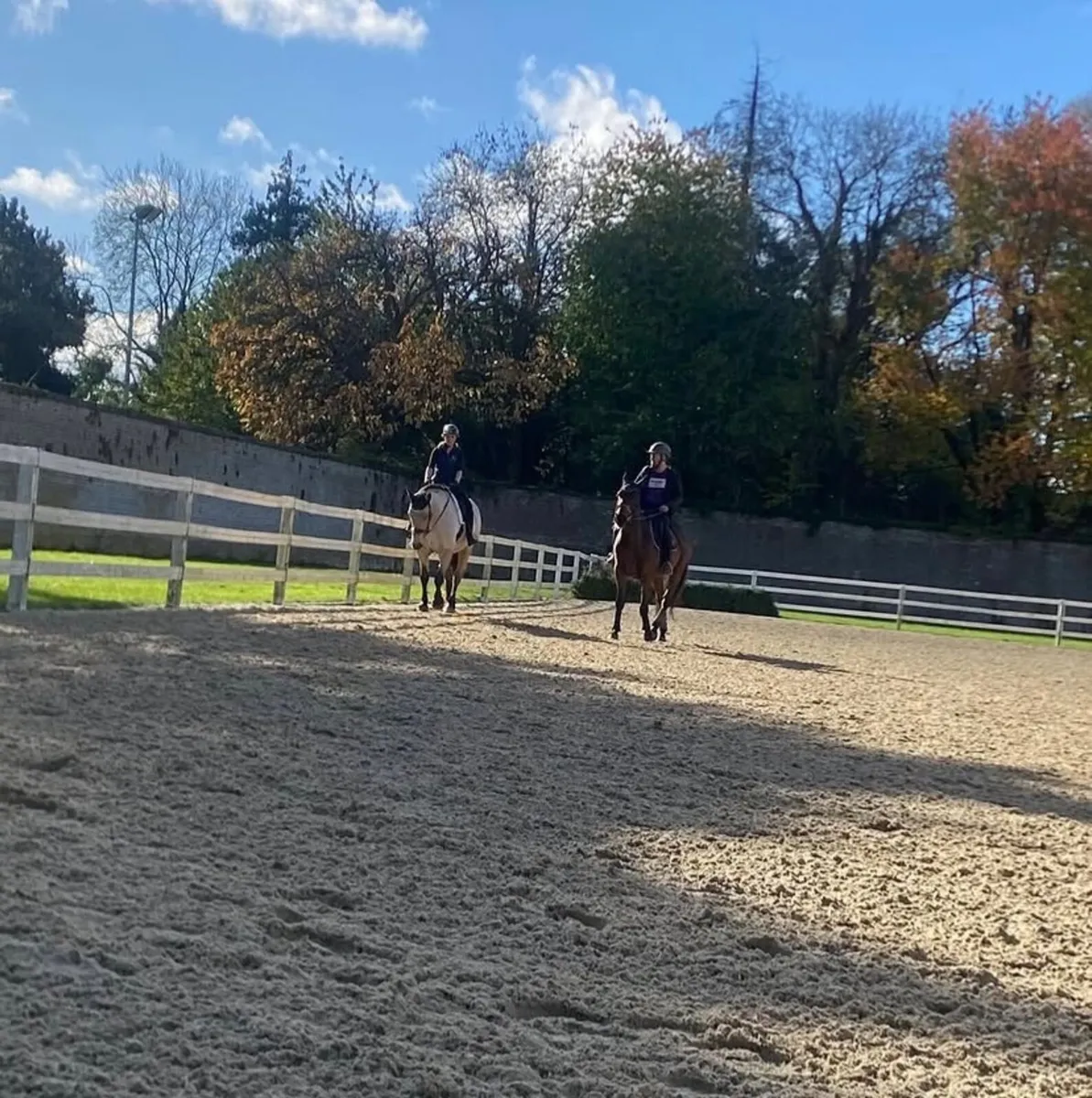 Confidence giver 16hh bay gelding - Image 3