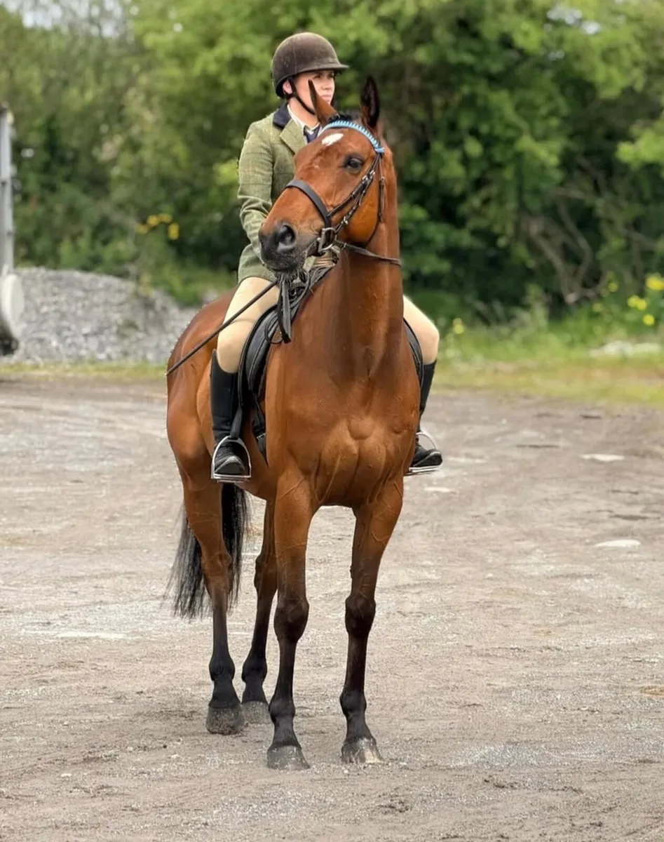 Confidence giver 16hh bay gelding - Image 4