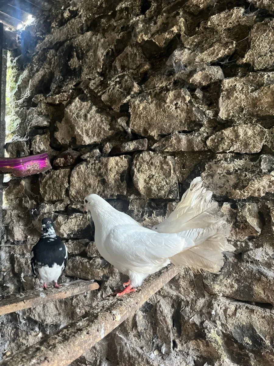 Doves - Image 1