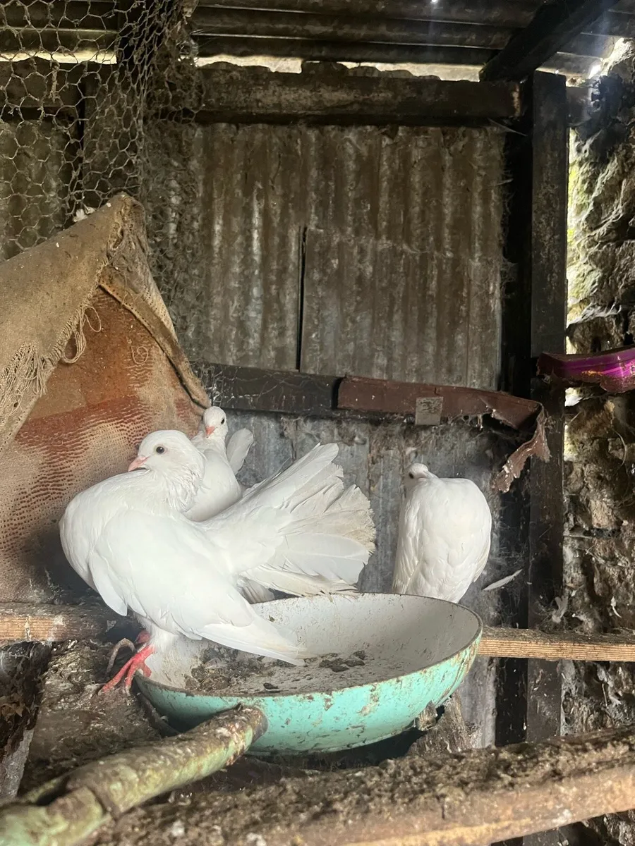 Doves - Image 2