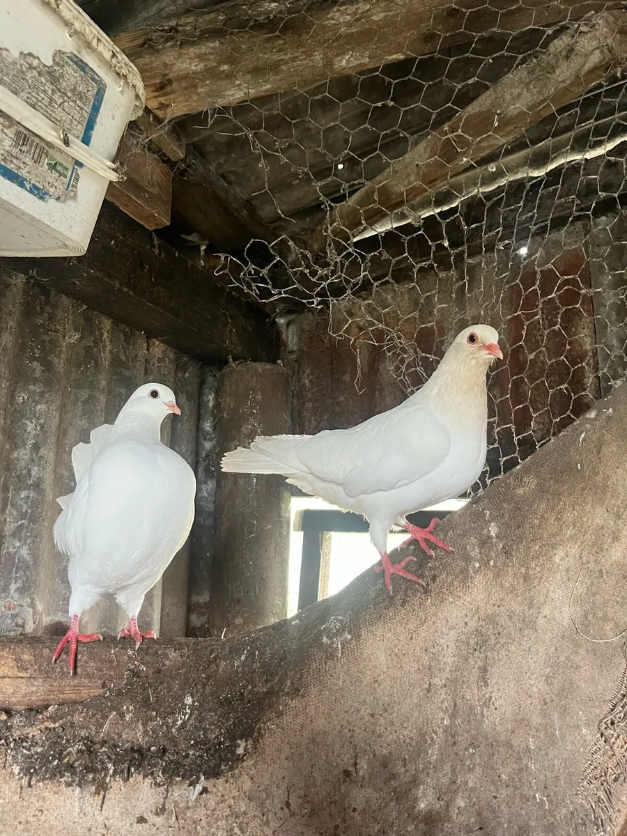 Doves - Image 3