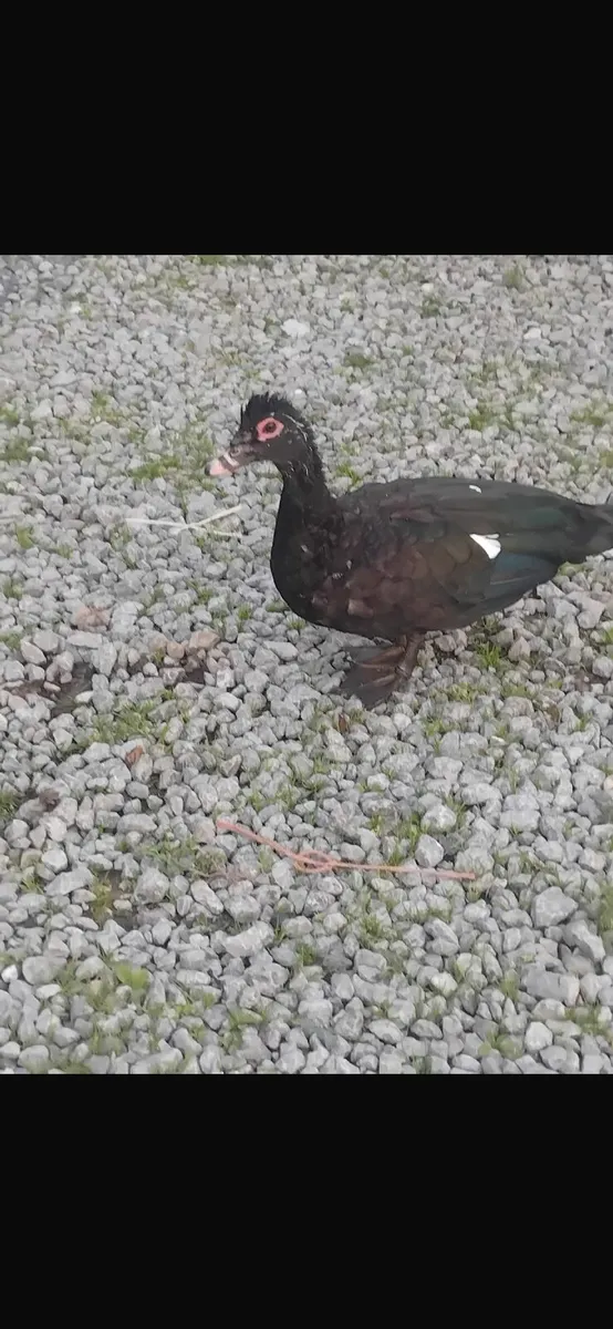 Muscovy Drake