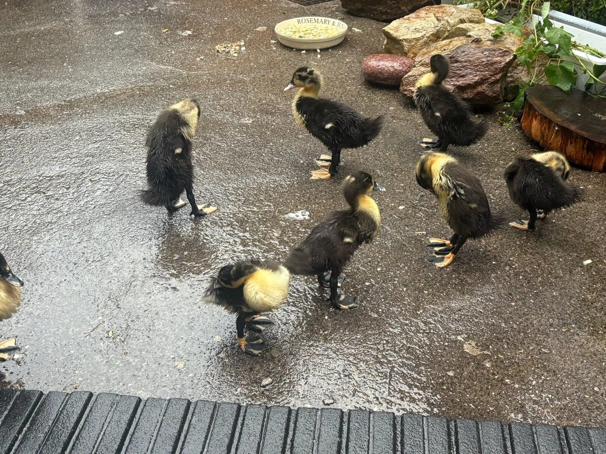 Ducklings - Image 2