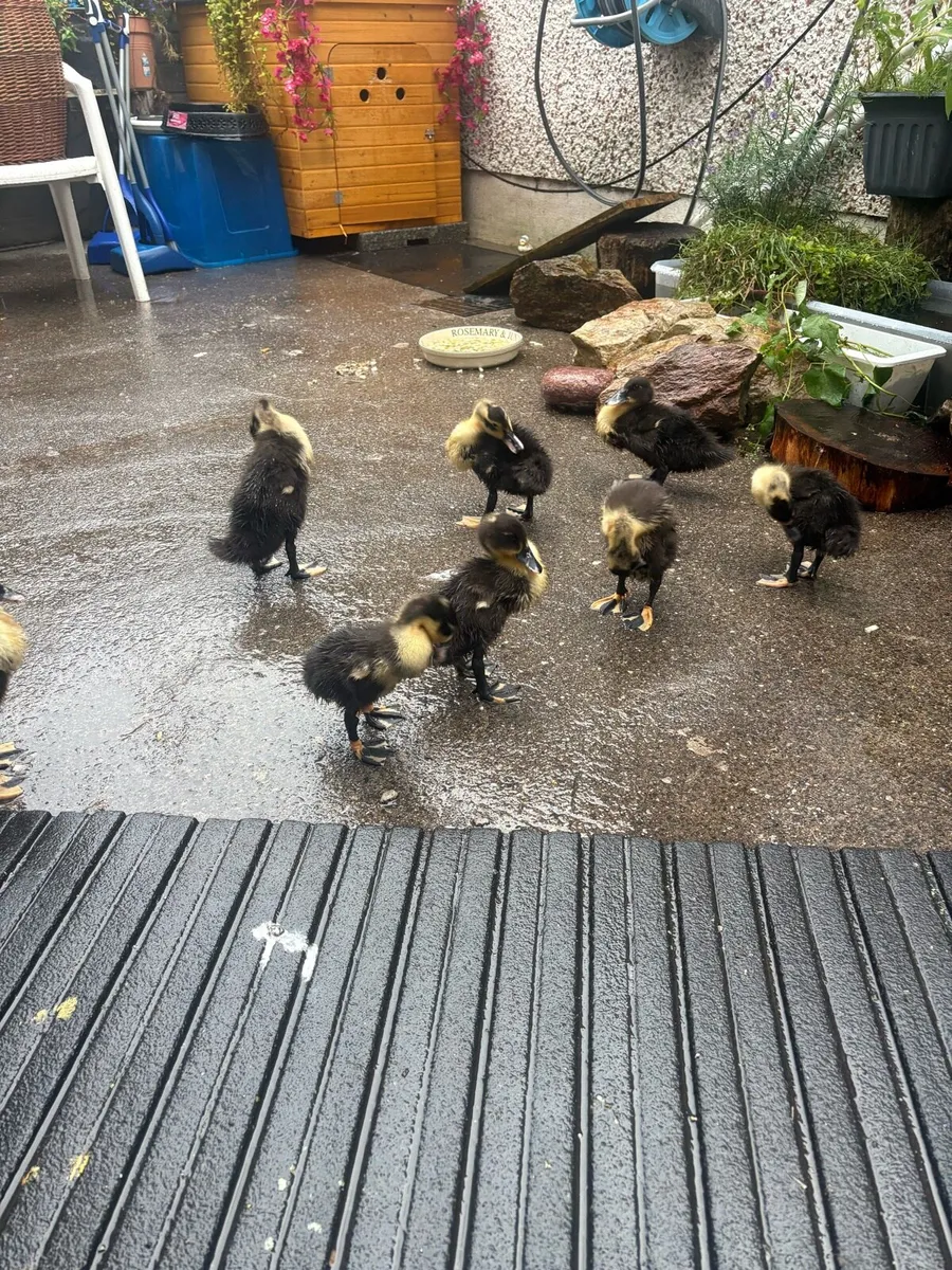 Ducklings - Image 3
