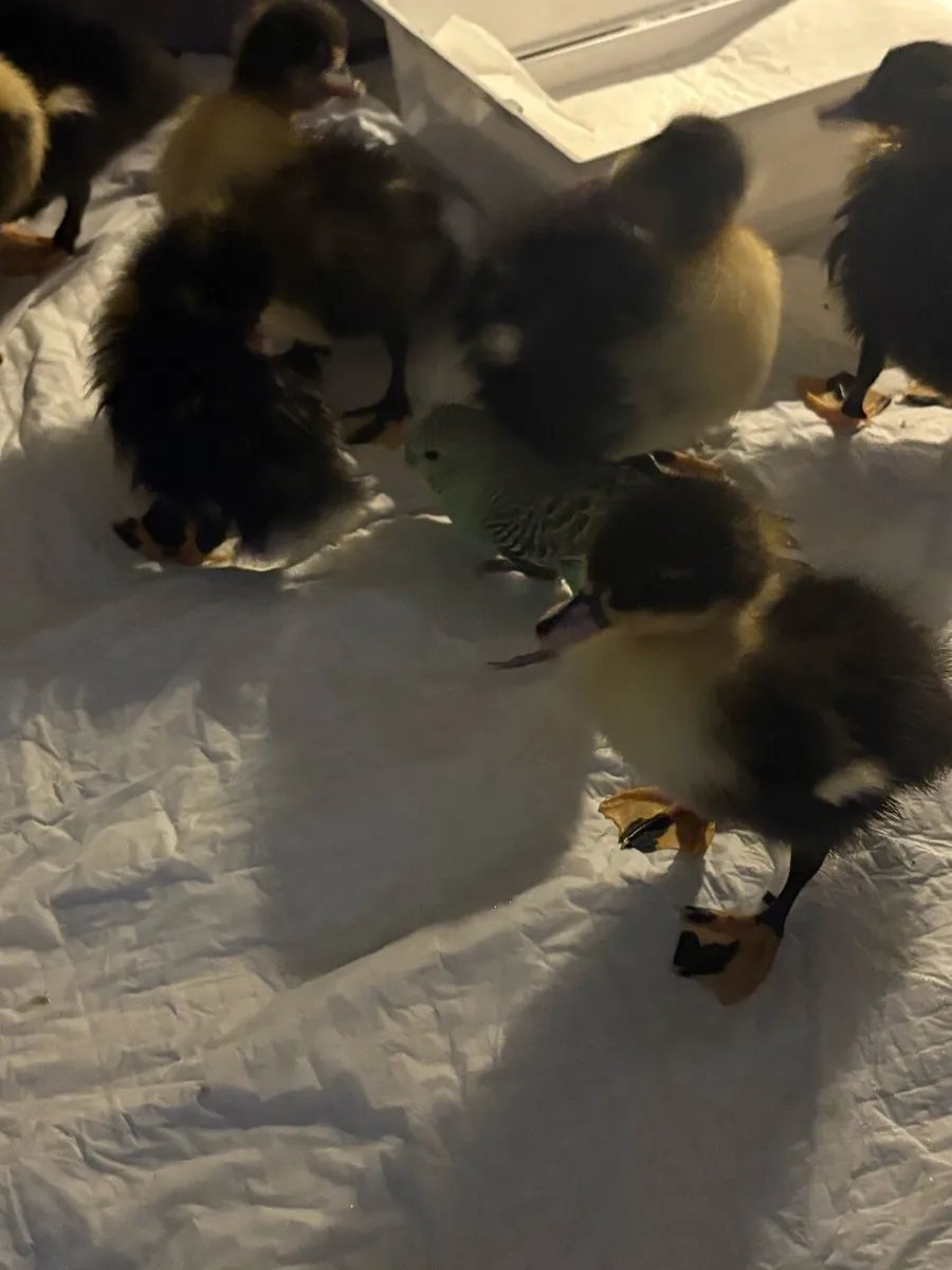 Ducklings - Image 4