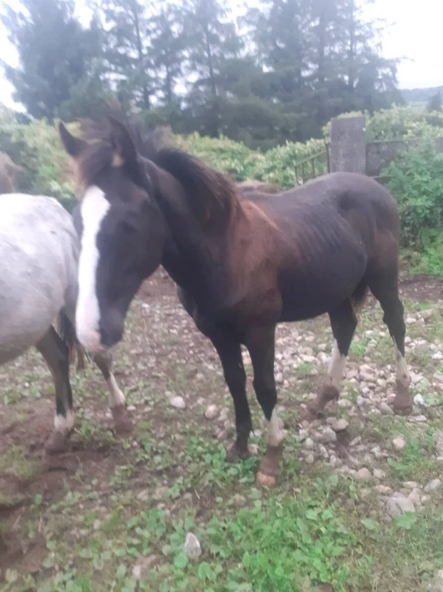 Foal - Image 1