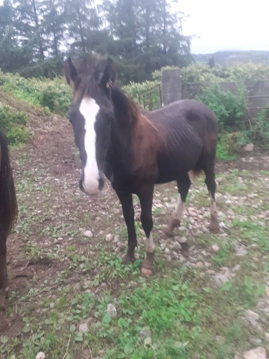 Foal - Image 2