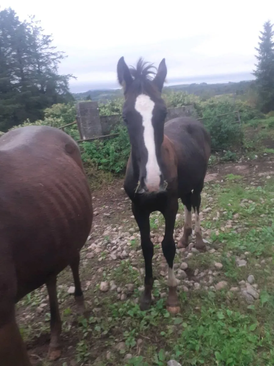 Foal - Image 3