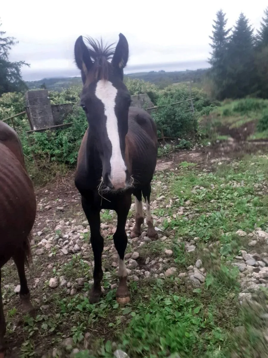 Foal - Image 4