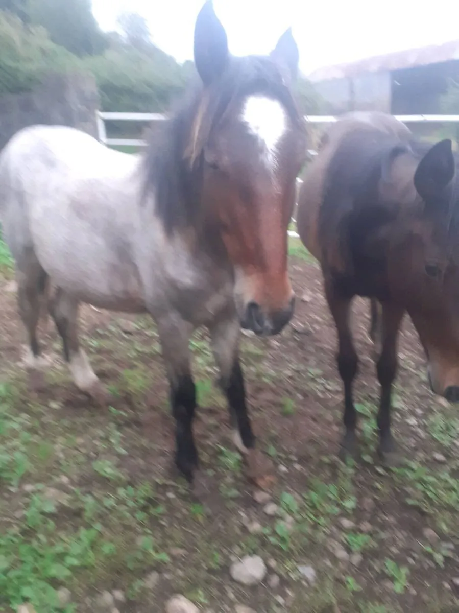 Horses - Image 1